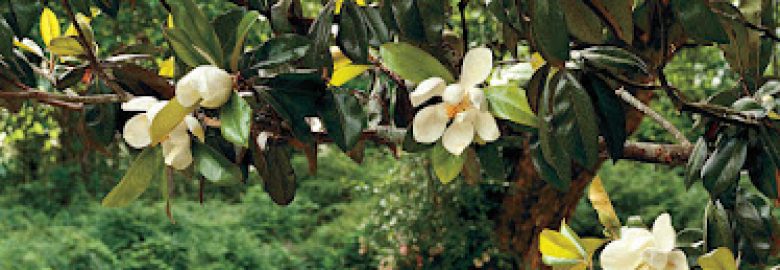 Magnolia Prep of Baton Rouge