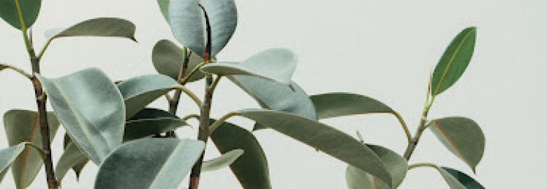 Olive Branch Autism Services