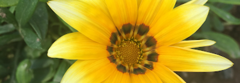 Sejdaras Psy.D & Associates Inc.