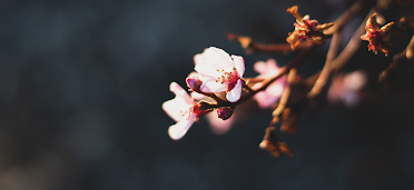 Adrienne Katzow, PhD