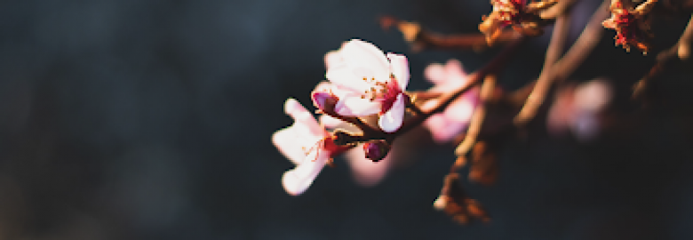 Adrienne Katzow, PhD