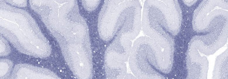 Lifespan Neuropsychology & Clinical Neuroscience