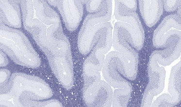 Lifespan Neuropsychology & Clinical Neuroscience